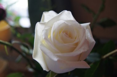 beyaz gül