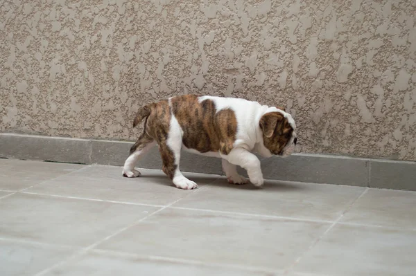 Egy Aranyos Angol Bulldog Kölyök — Stock Fotó