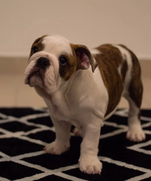 Egy Aranyos Angol Bulldog Kölyök — Stock Fotó