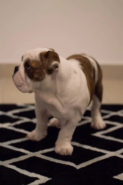 Söt Engelsk Bulldogg Valp — Stockfoto