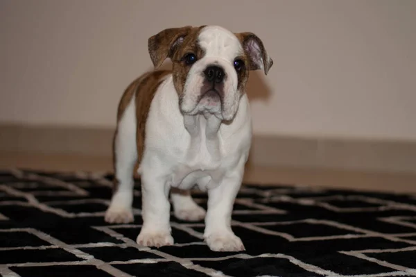 Lindo Inglés Bulldog Cachorro —  Fotos de Stock