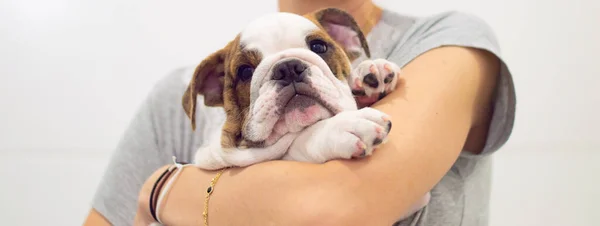 Mulher Segurando Seu Cão Bulldog Inglês Filhote Cachorro Meses Idade — Fotografia de Stock