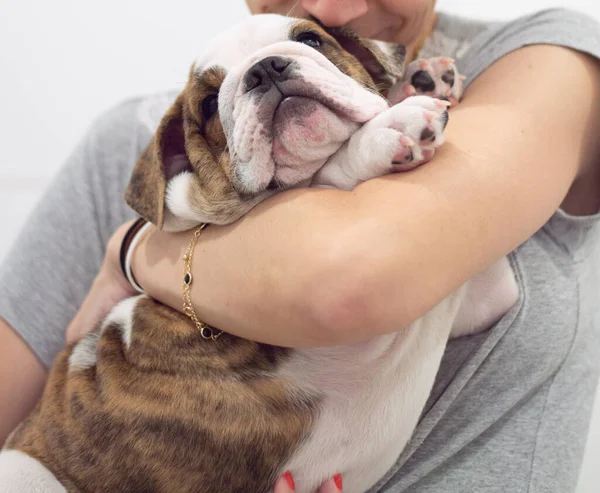 Köpeğini tutan kadın - İngiliz bulldog köpeği Puppy 4 aylık