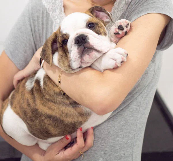Kvinna Håller Din Hund Engelska Bulldogg Valp Månader Gammal — Stockfoto