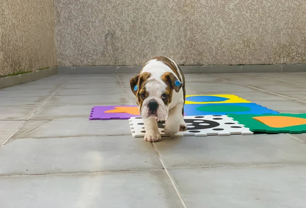 Kameraya bakan sevimli İngiliz Bulldog köpeği.