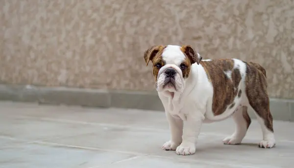 Kameraya bakan sevimli İngiliz Bulldog köpeği.