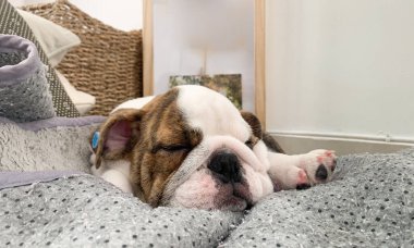 Tatlı bir İngiliz bulldog köpeğinin fotoğrafı. Uyuyan dünya günü.
