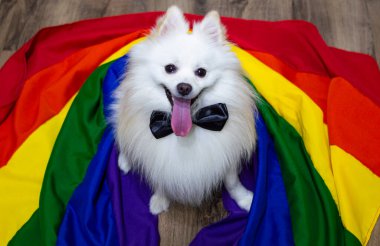 Beyaz, şirin Alman Spitz Pomeranian kravatını yere takmış beyaz bir gökkuşağı bayrağı gay gururu