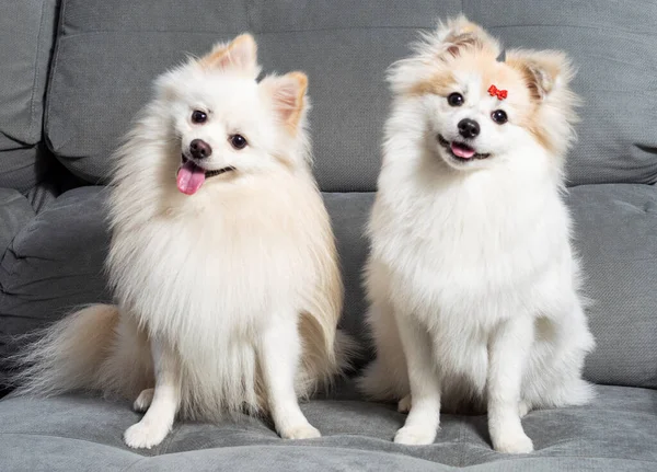 Gri bir kanepeye uzanmış iki beyaz Alman Spitz Pomeranian.