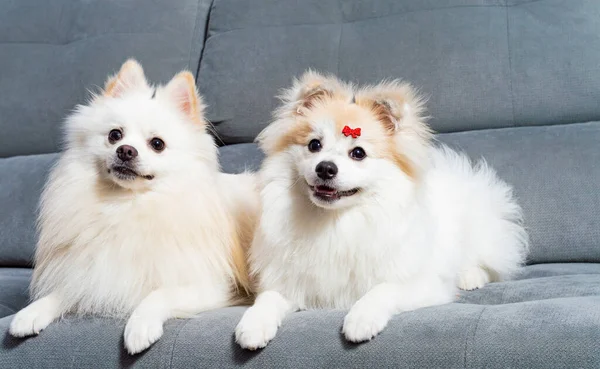 Két Fehér Német Spitz Pomeranian Fekszik Egy Szürke Kanapén — Stock Fotó