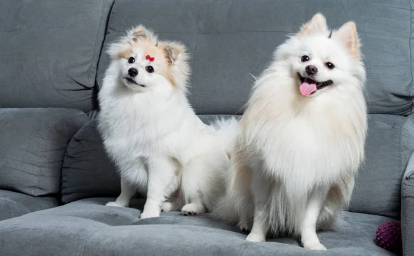 Gri bir kanepeye uzanmış iki beyaz Alman Spitz Pomeranian.