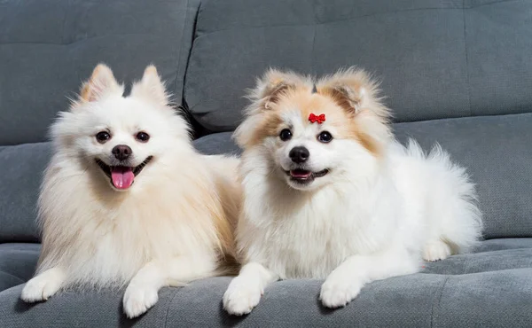 Két Fehér Német Spitz Pomeranian Fekszik Egy Szürke Kanapén — Stock Fotó