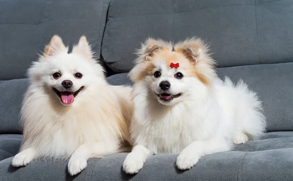 Gri bir kanepeye uzanmış iki beyaz Alman Spitz Pomeranian.