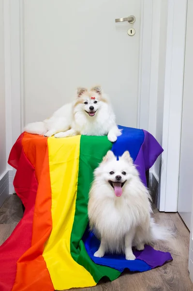 Gökkuşağı bayraklı iki tatlı Alman Spitz Pomeranian gay gururu