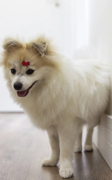 Blanco Alemán Spitz Pomeranian Sentado Caminando Suelo —  Fotos de Stock