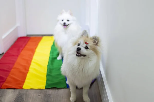 Dois Bonito Branco Alemão Spitz Pomeranian Com Arco Íris Bandeira — Fotografia de Stock