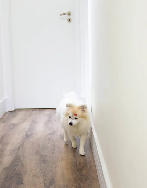 Branco Alemão Spitz Pomeranian Sentado Andando Chão — Fotografia de Stock