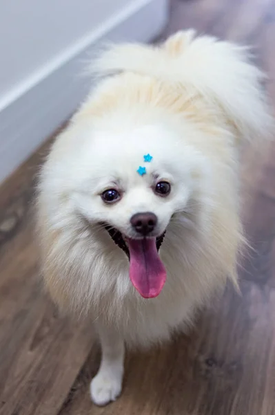 Blanco Alemán Spitz Pomeranian Mirando Cámara Cerca — Foto de Stock