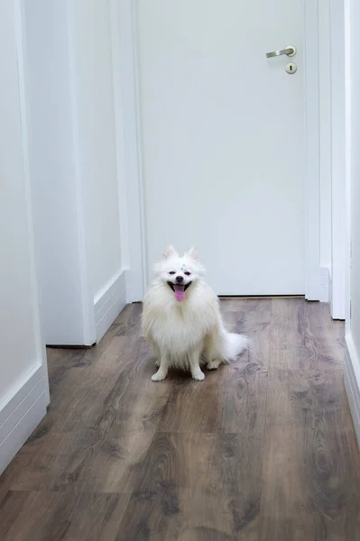 Branco Alemão Spitz Pomeranian Sentado Andando Chão — Fotografia de Stock