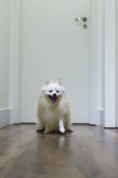 White  German Spitz Pomeranian seated walking on the floor