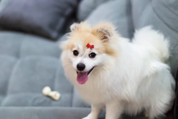 Branco Alemão Spitz Pomeranian Sentado Sofá Cinza — Fotografia de Stock