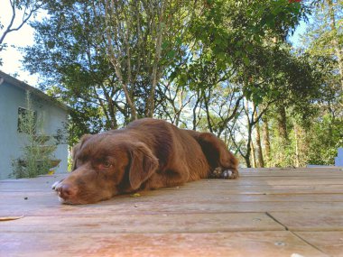 Çikolatalı Labrador Retriever tahta zeminde yatıyor.