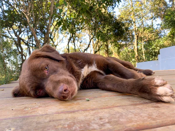 Chocolate Labrador Retriever Deitado Chão Madeira — Fotografia de Stock