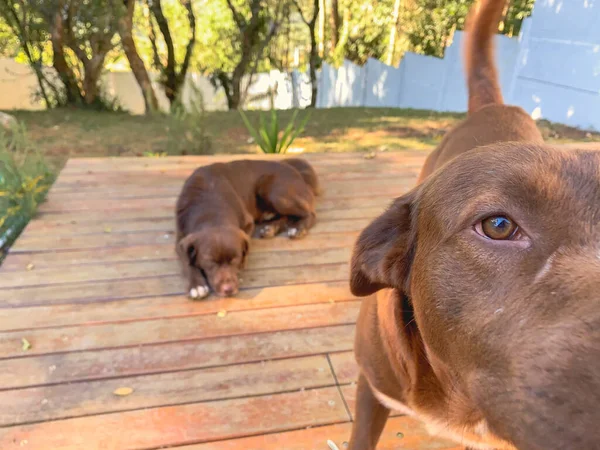 Két Csokoládé Labrador Retriever Egy Fapadlón — Stock Fotó