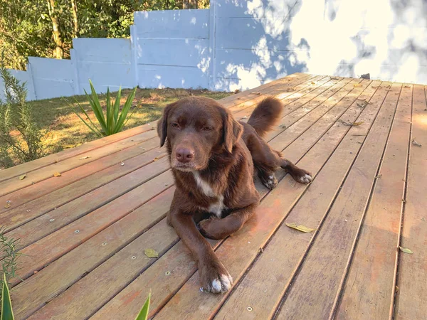 Chocolate Labrador Retriever Deitado Chão Madeira — Fotografia de Stock