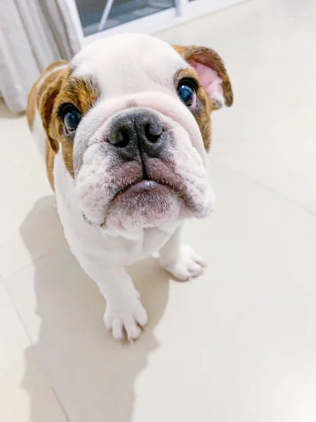 Cãozinho Bonito Bulldog Inglês Meses Idade Olhando Para Câmera — Fotografia de Stock