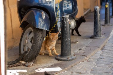 İstanbul Türkiye Eylül 05, 2021 Avrupa yakasında Beyoğlu olarak adlandırılan kedilerle dolu cadde