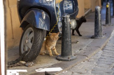 İstanbul Türkiye Eylül 05, 2021 Avrupa yakasında Beyoğlu olarak adlandırılan kedilerle dolu cadde