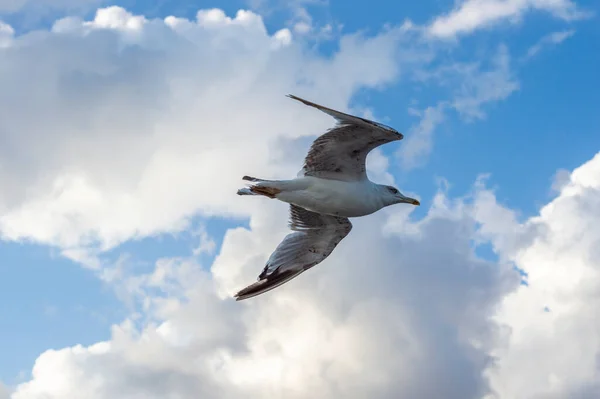 Птах Оселедця Літає Блакитному Небі — стокове фото