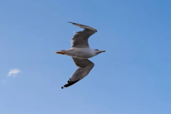 Arenque Gull Pássaro Voando Céu Azul — Fotografia de Stock