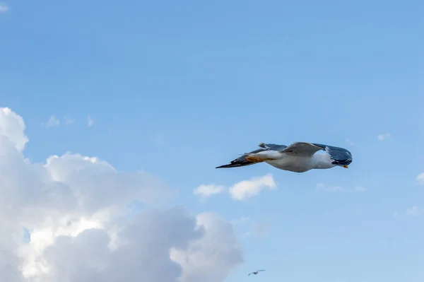 Uccello Gabbiano Aringa Che Vola Cielo Blu — Foto Stock