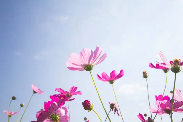 Ροζ Λουλούδια Σύμπαν Και Μπλε Φόντο Ουρανό — Φωτογραφία Αρχείου