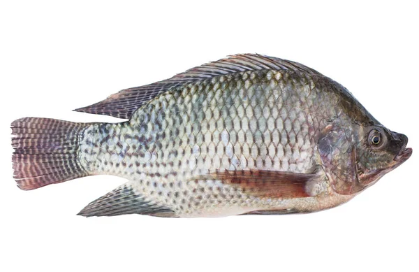 Oreochromis niloticus izole edilmiş veya sivrisinek balığı beyaz arkaplanı izole etmiş..