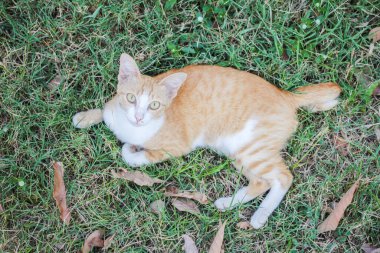 Çimlerin üzerinde yatan bir kedinin üst görüntüsü