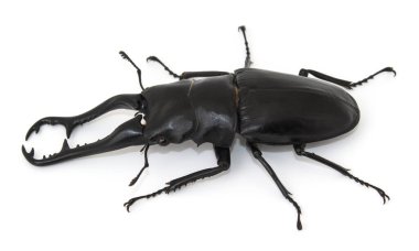 Dynastinae veya böcek beyaz arkaplanı izole etti