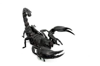 Lekeli akrep izole edilmiş beyaz arka plan.