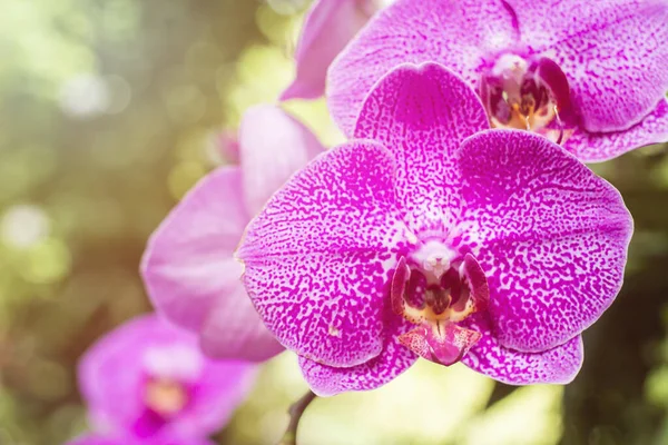 Flores Orquídea Rosa Con Luz Solar — Foto de Stock