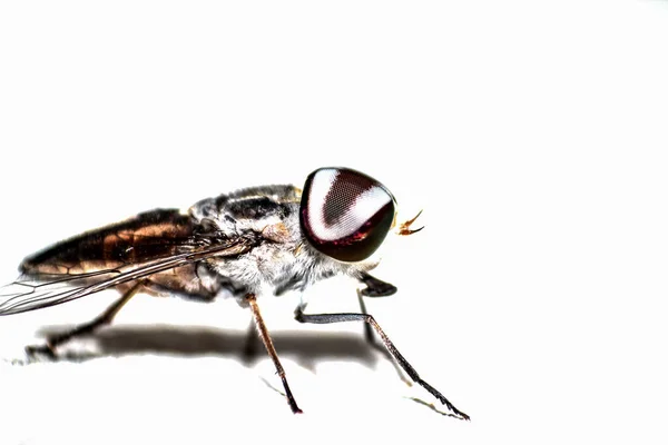 Fly White Background — Stock Photo, Image