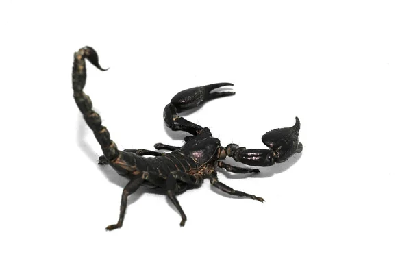 Скорпион Пятнами Изолированный Белый Фон — стоковое фото