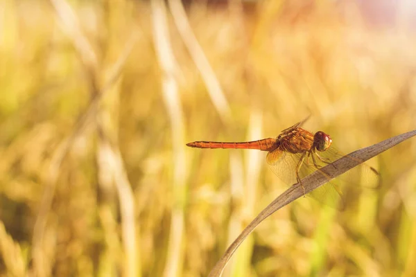 Red Dragonfly Rice Fields Light Yellow Sunset — Stock Photo, Image