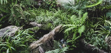 yeşil yaprak ve bitki ve ağaç vahşi nehir koruluğunda doğa arka planında