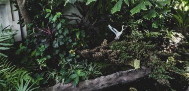 yeşil yaprak ve bitki ve ağaç vahşi nehir koruluğunda doğa arka planında