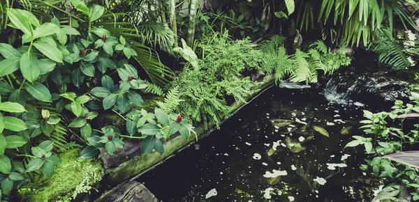 Décoration Jardin Avec Arbres Feuilles Vertes Mousses Avec Belles Cascades — Photo