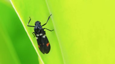Close up, bug perching on green leaf macro insect fly animal. clipart