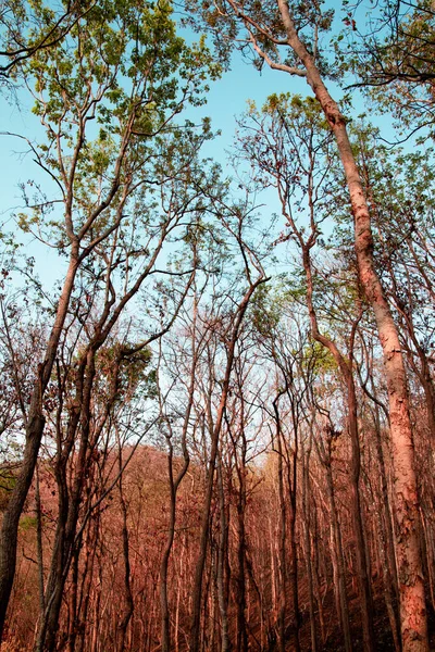 나무들 타이의 일몰과 배경이 여름철의 나무숲 — 스톡 사진