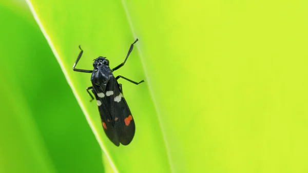 Close Bug Poleiro Folha Verde Macro Inseto Mosca Animal — Fotografia de Stock